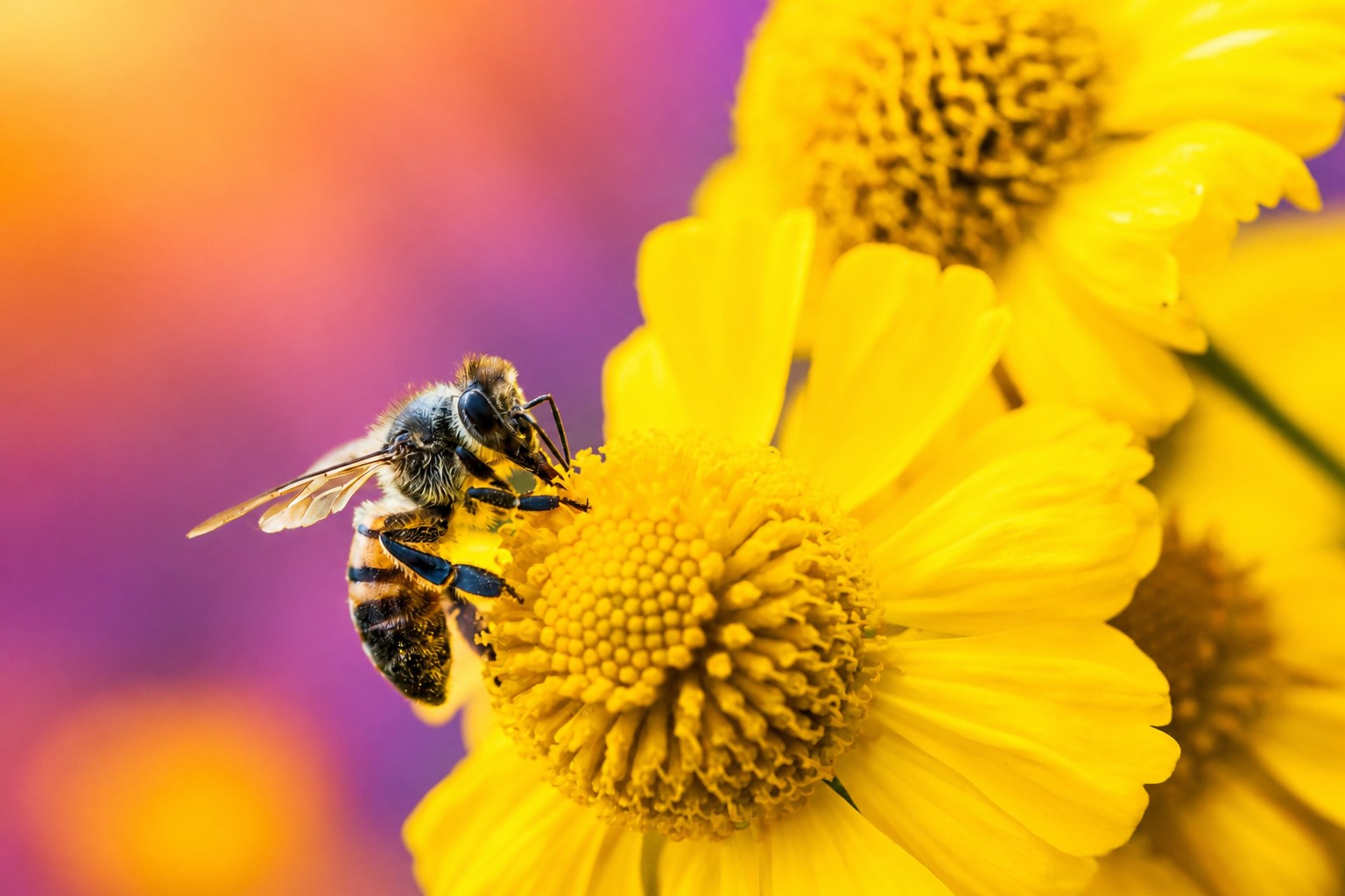 Cover: Amazon’s new Bee devices start at $74.99 and connect to Alexa