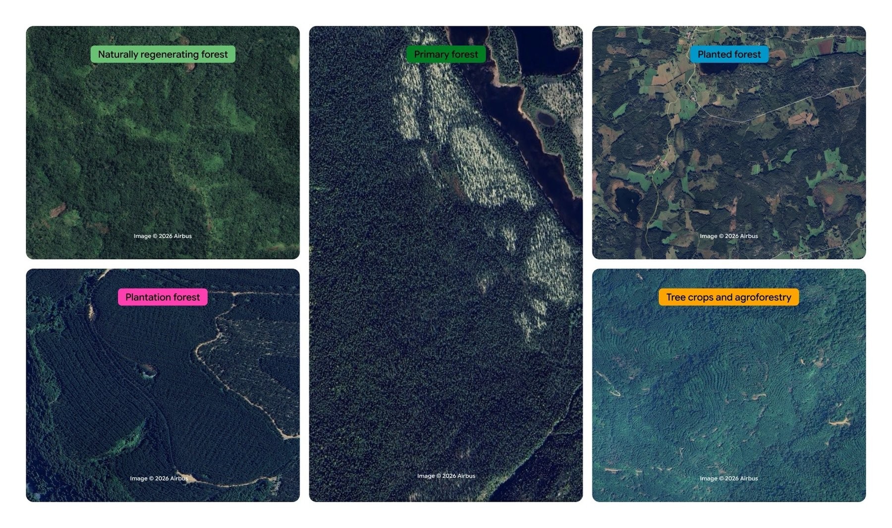 The model distinguishes the 5 visually similar forest and tree crop classes using planting patterns, growth cycles, and harvest schedules. | Image: Google Deepmind