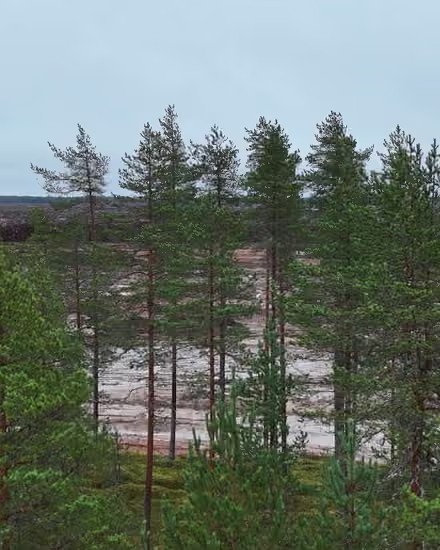 Finnish forest cleared for data centre development