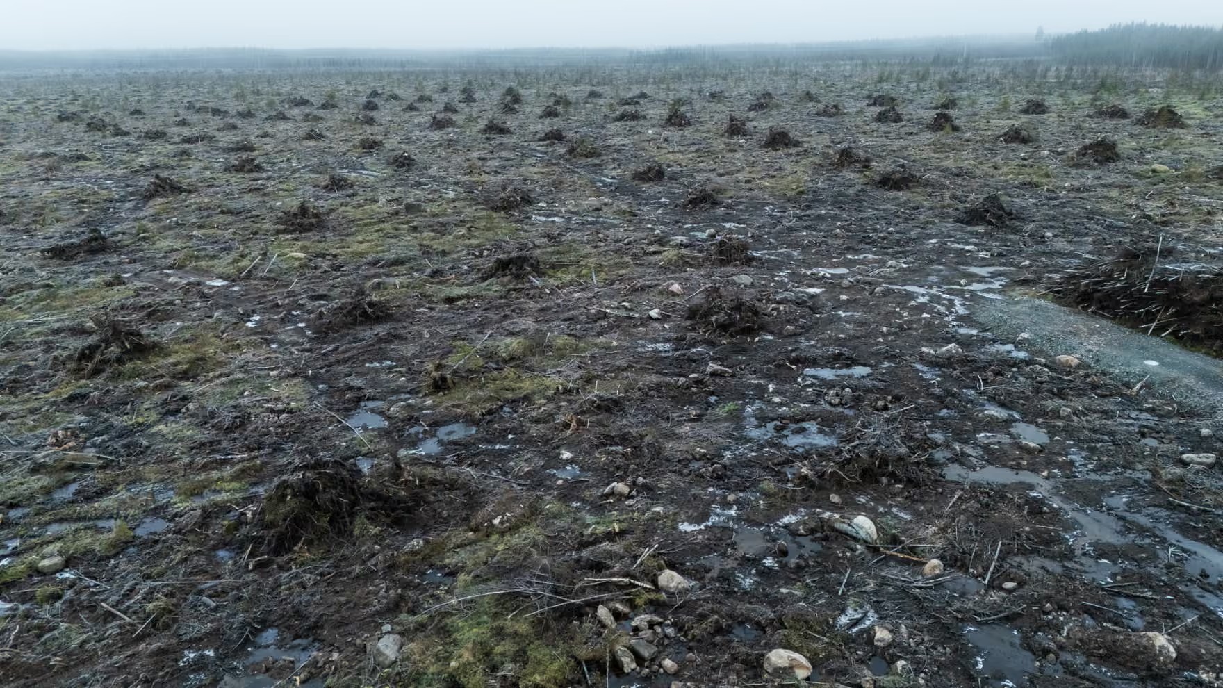 Google has illegally stripped the entire area, removing even the top soil. Photograph: Jarno Artika/The Guardian