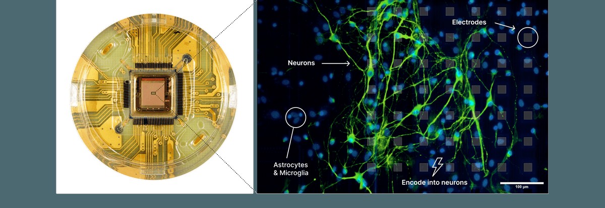 Living nerve cells on a multi-electrode array (left) and the network's measured activity across space and time (right). | Image: TBC